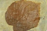 Fossil Leaf (Davidia) - Montana #269323-1